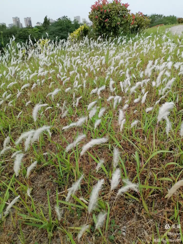 山坡上的白茅草